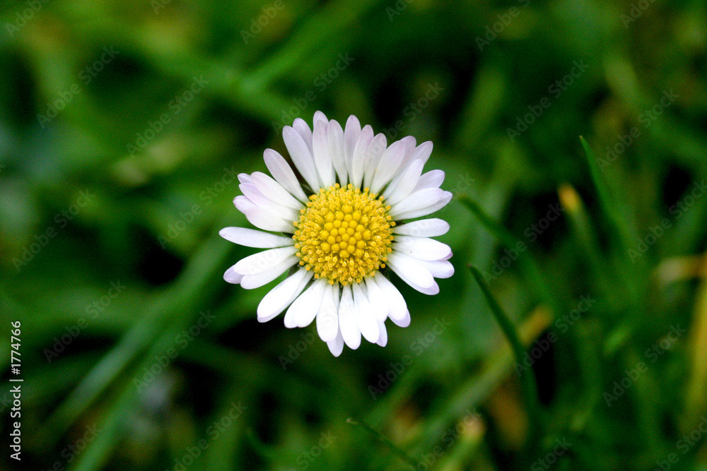 fleur du jardin fleur du jardin