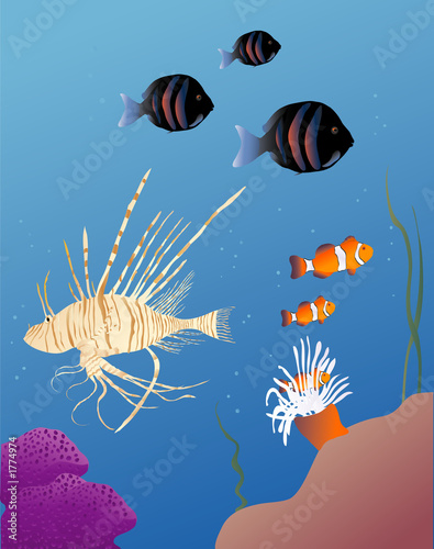 tropical fish