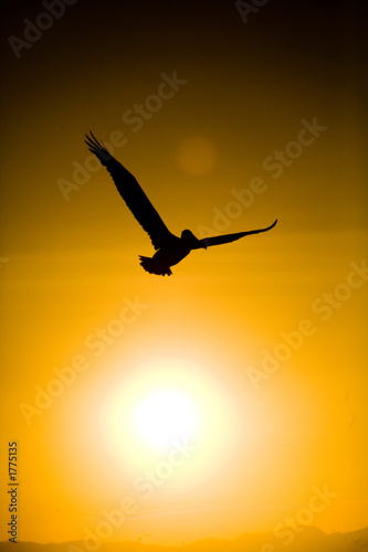 pelican bird in the sunset