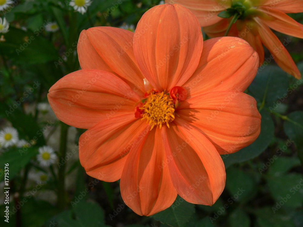 flower dream flower dream