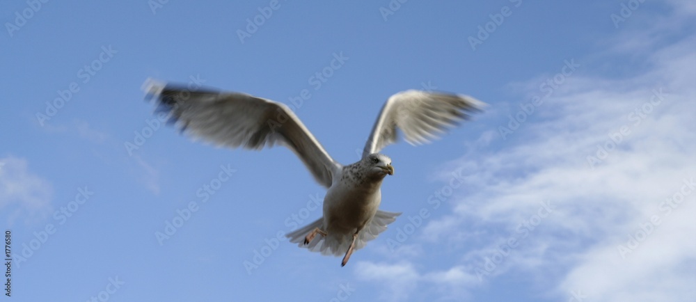 Fototapeta premium seagulls