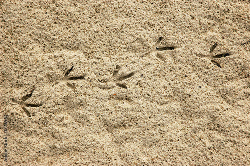 birds footprint