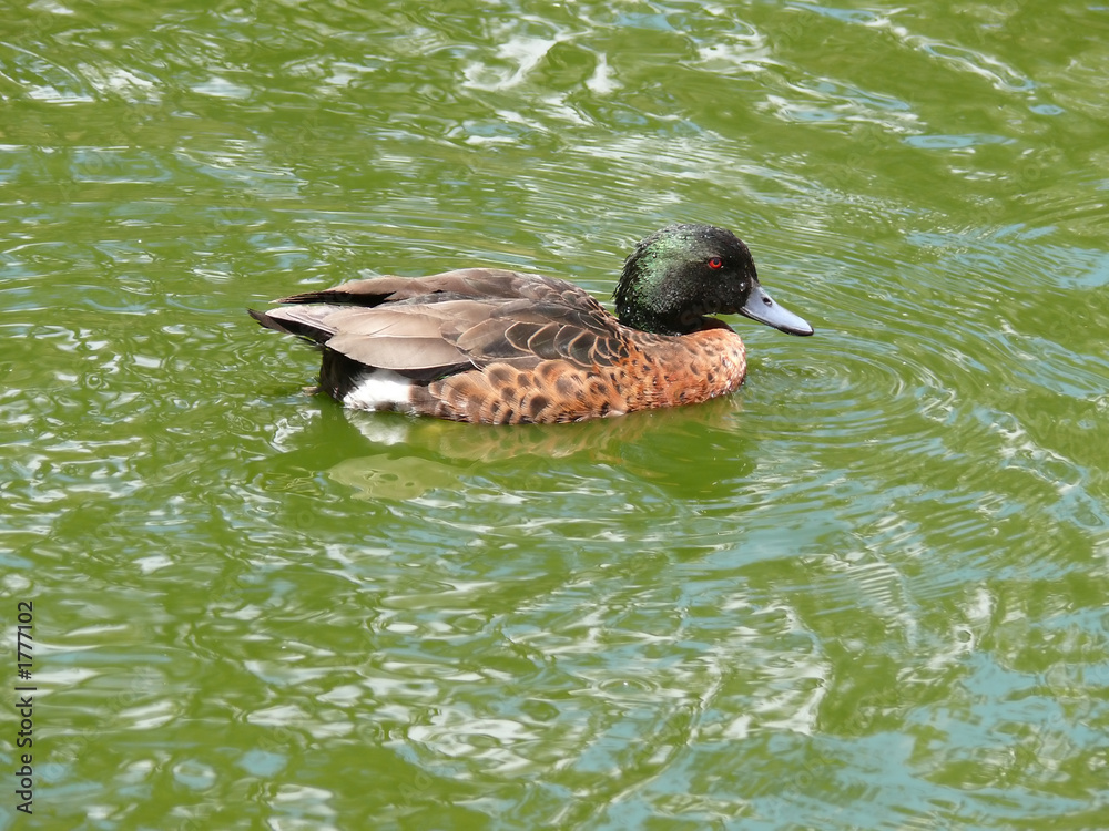 Fototapeta premium chestnut teal