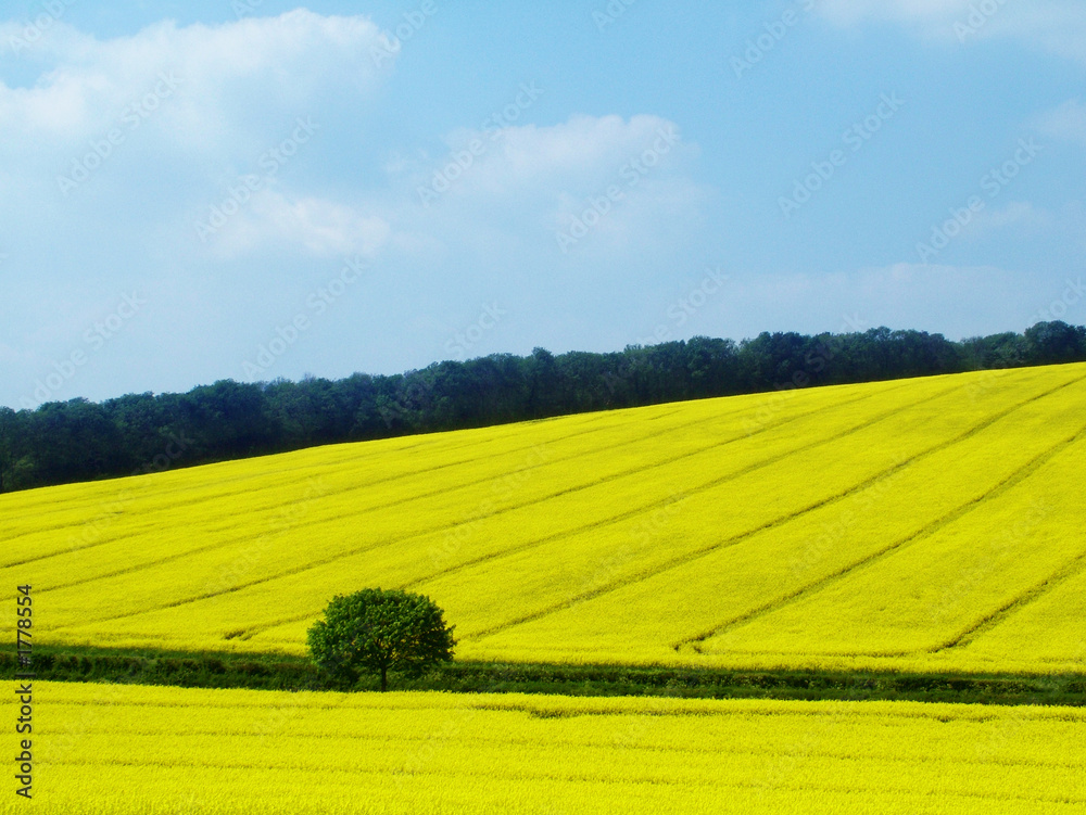 Fototapeta premium yellow crop field