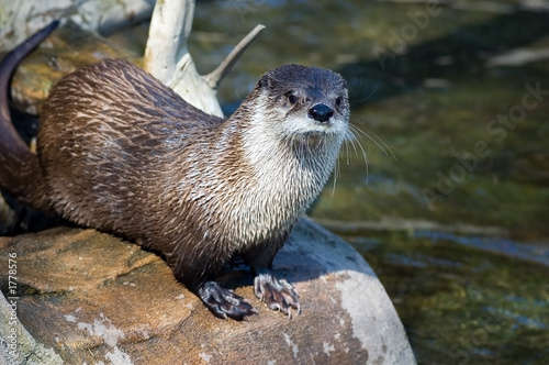 river otter