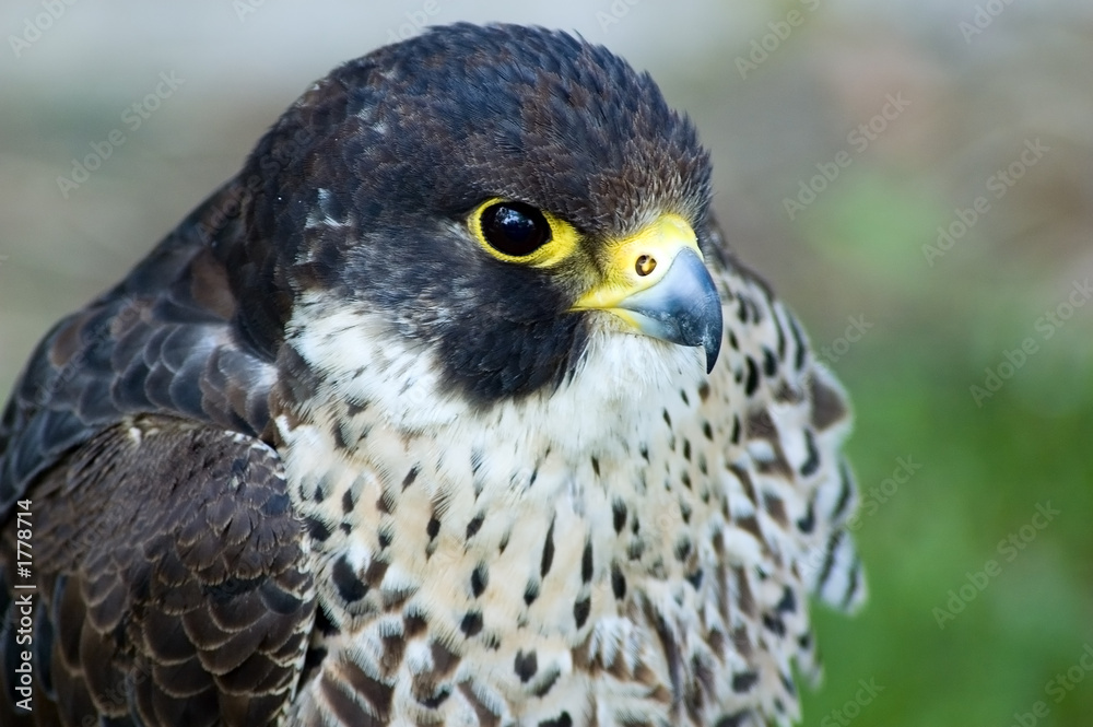 falcon falcon