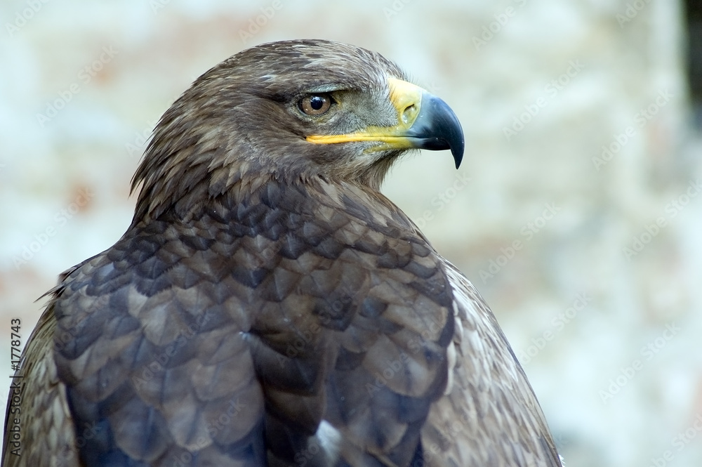 eagle eagle