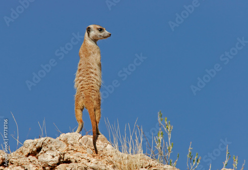 suricate (meerkat) © EcoView