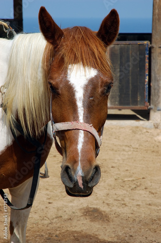 horse look