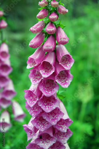 foxglove
