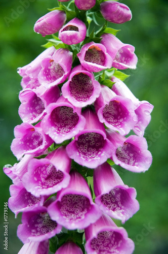 foxglove