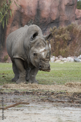 rhino