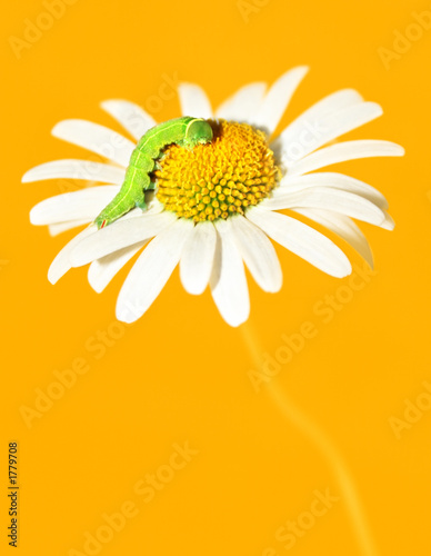 Fotografi daisywheel orange tone