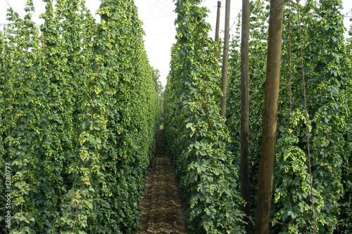 hopfenfeld photo