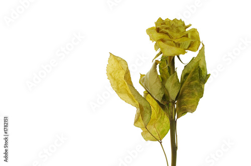 withered rose photo