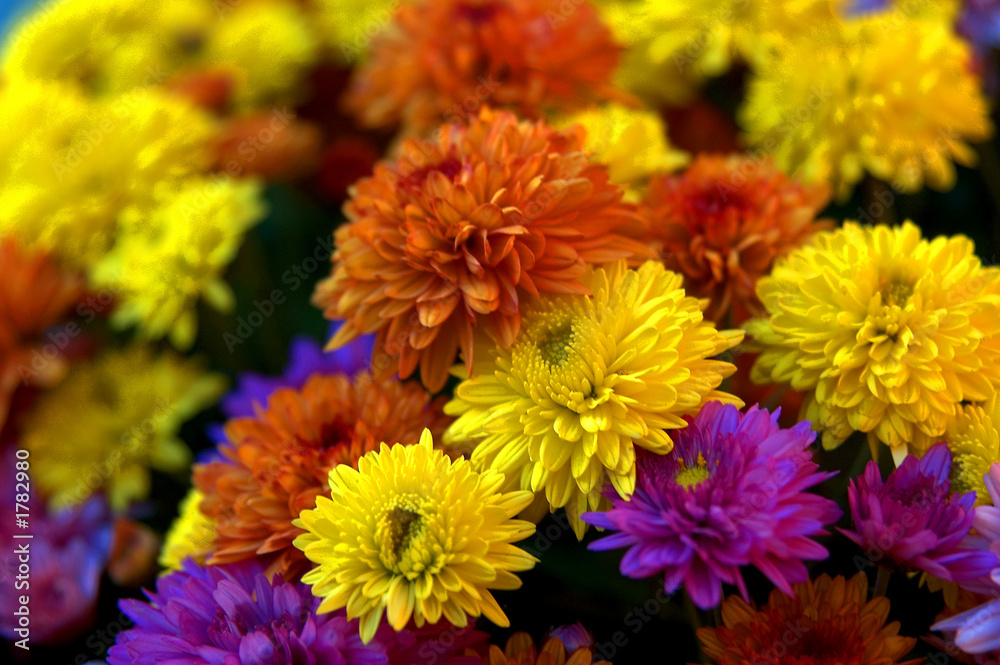 chrysanthèmes chrysanthèmes