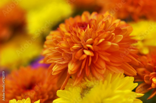fleur photo