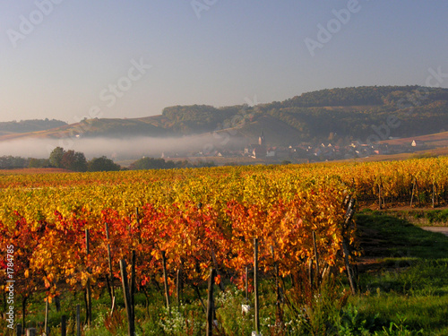 vignes