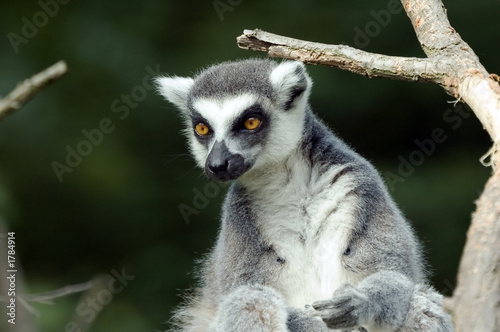 lemur catta © Stepan Jezek