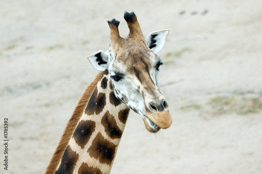 Obraz premium Giraffa