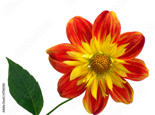 red-yellow flower 1
