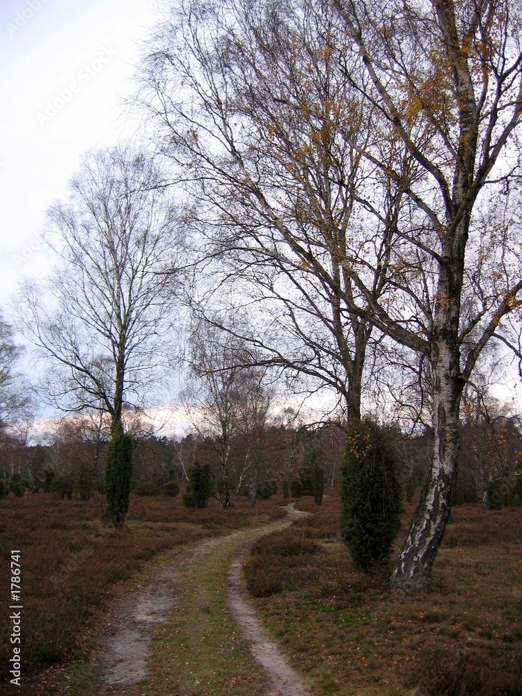 weg durch die heide weg durch die heide