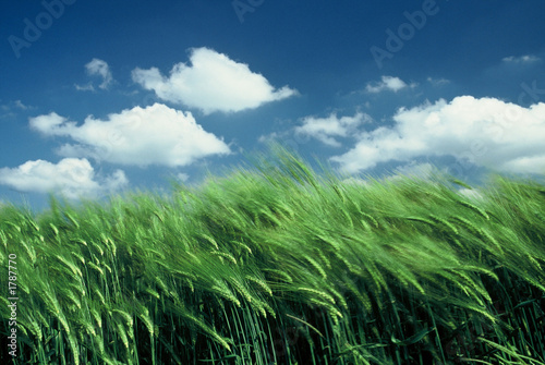 paysage blé nuage 2