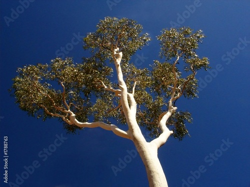 Canvas Print eucalyptus tree