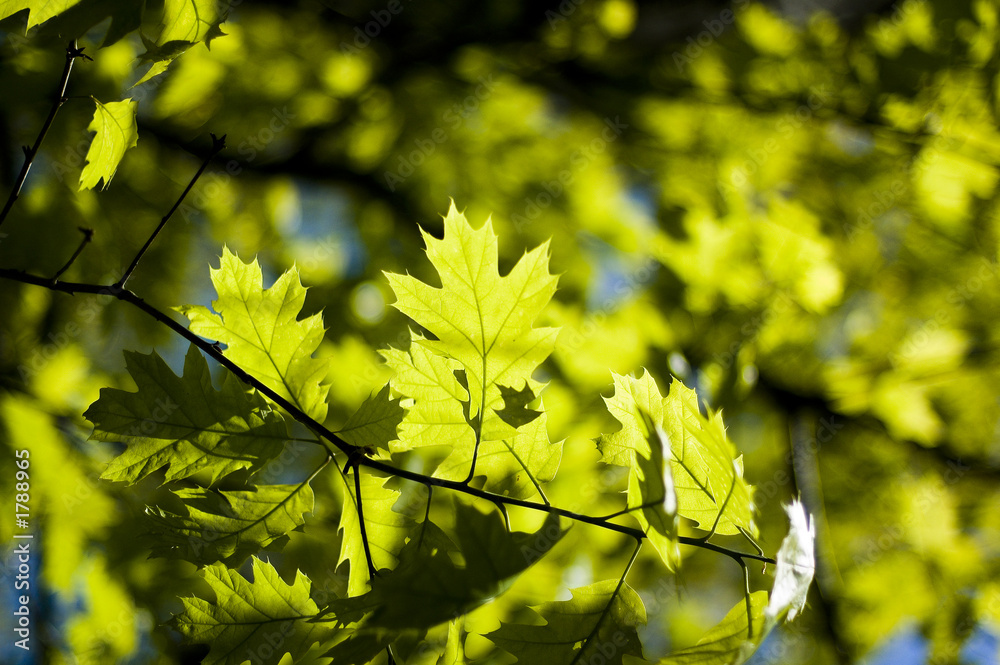 leaves