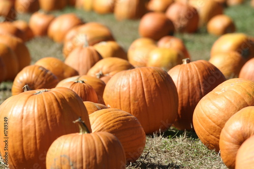 pumpkin patch