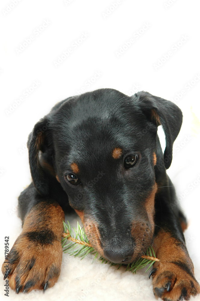 doggy playing with fir twig