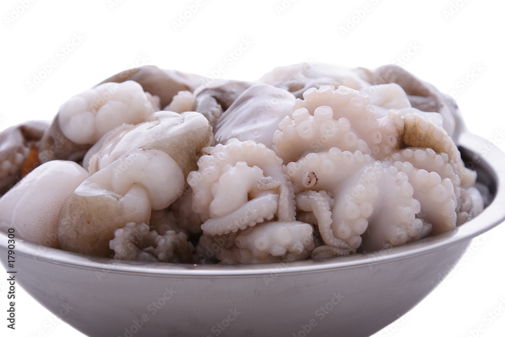 octopus octopus