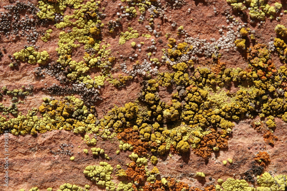 mold on rocks mold on rocks