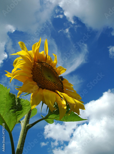 the sunflower.