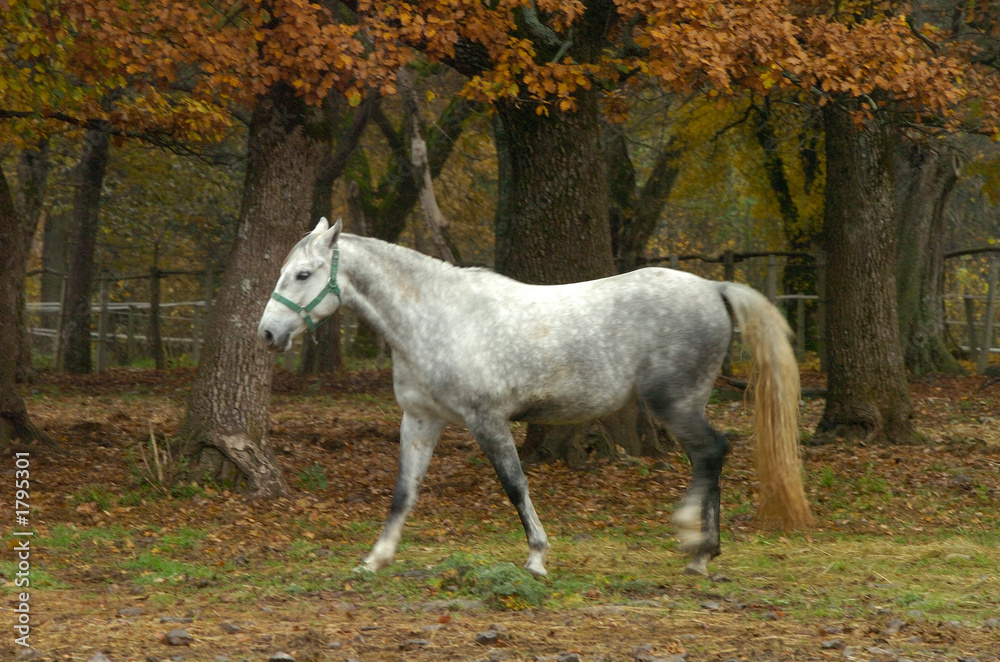 Obraz premium lipica autumn