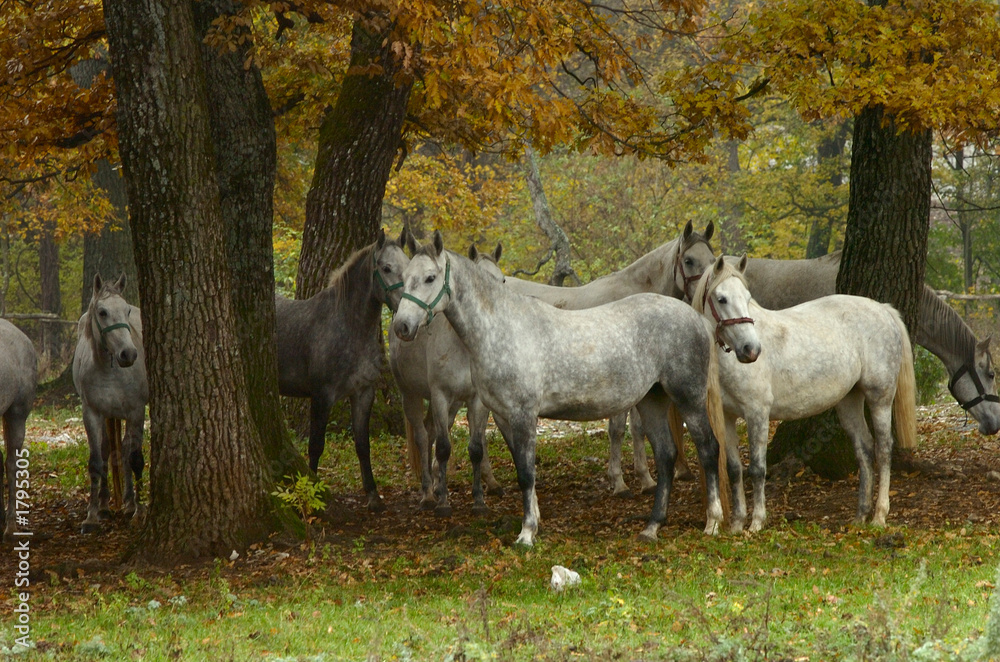 lipica autumn lipica autumn