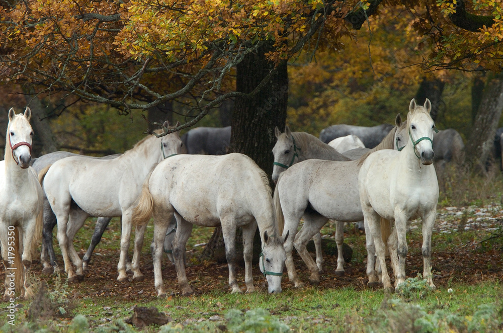 lipica autumn