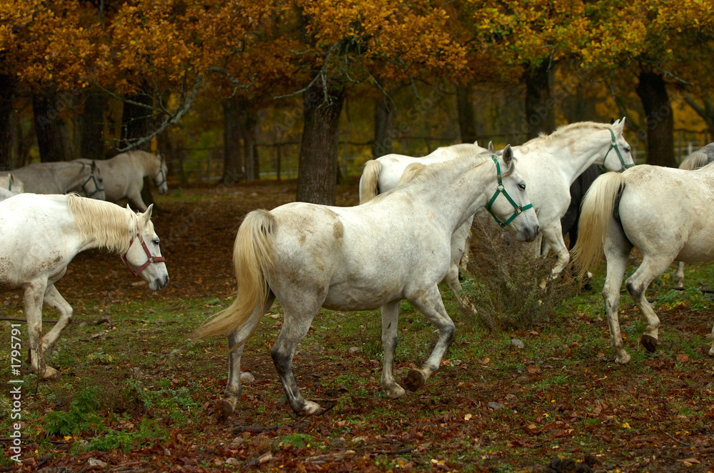 lipica autumn lipica autumn