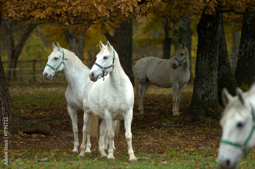 lipica autumn