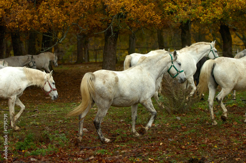lipica autumn