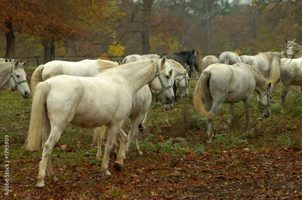 lipica autumn lipica autumn