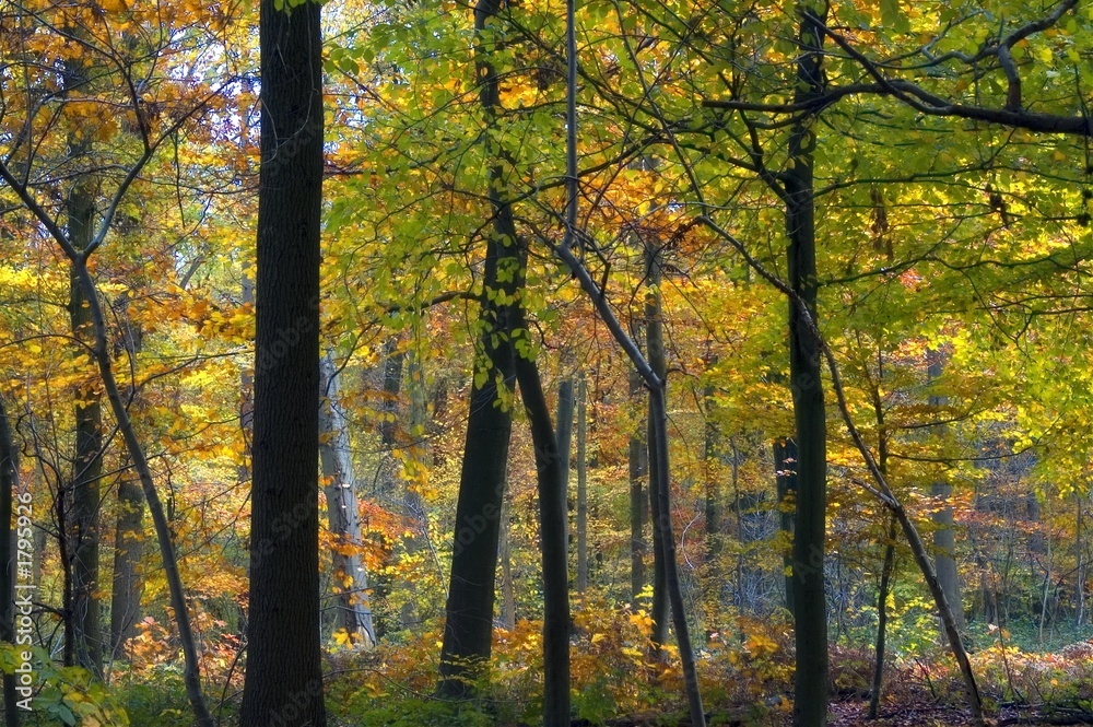 colourful autumn forest colourful autumn forest