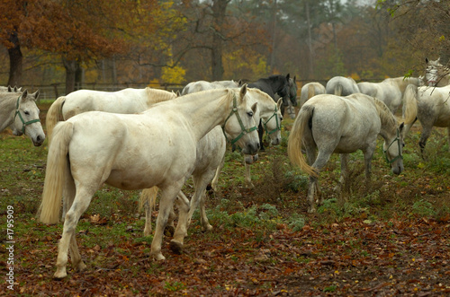 lipica autumn