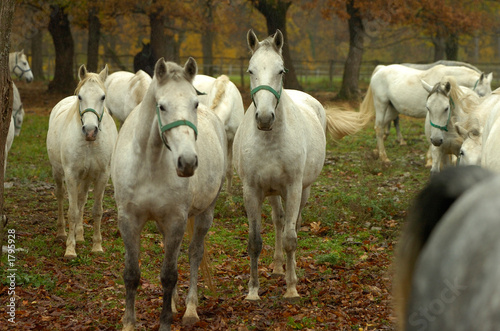 lipica autumn