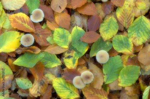 mushrooms surrounded by autumn leaves photo