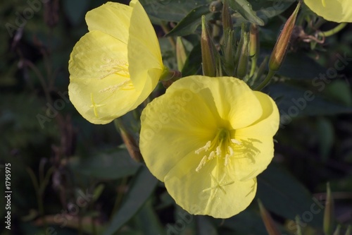 evening primrose