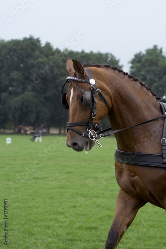carriage horse © Olga D. van de Veer