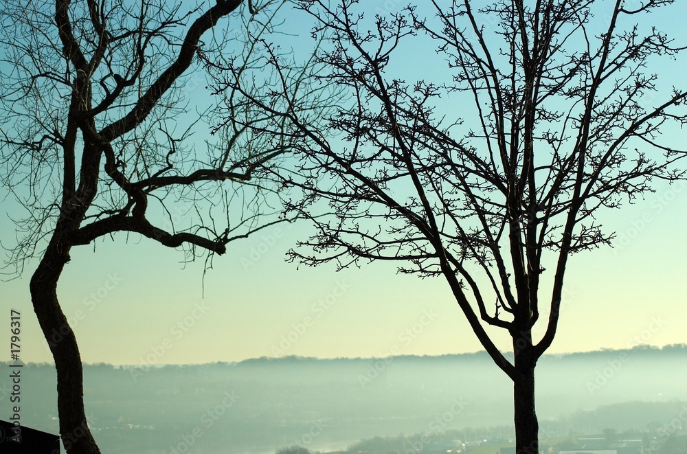 trees in winter trees in winter