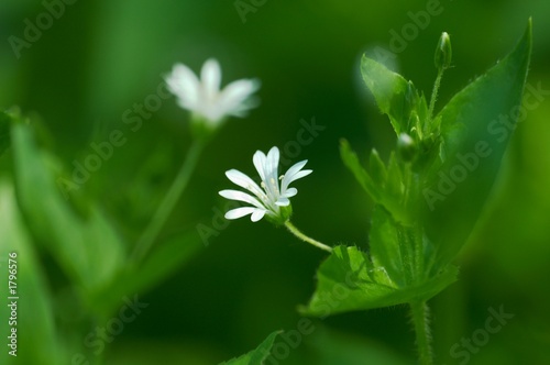 white flower