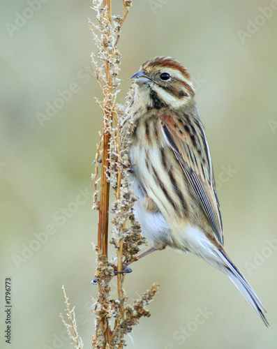 bruant des roseaux, emberiza schoeniclus